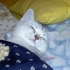 catdaijY